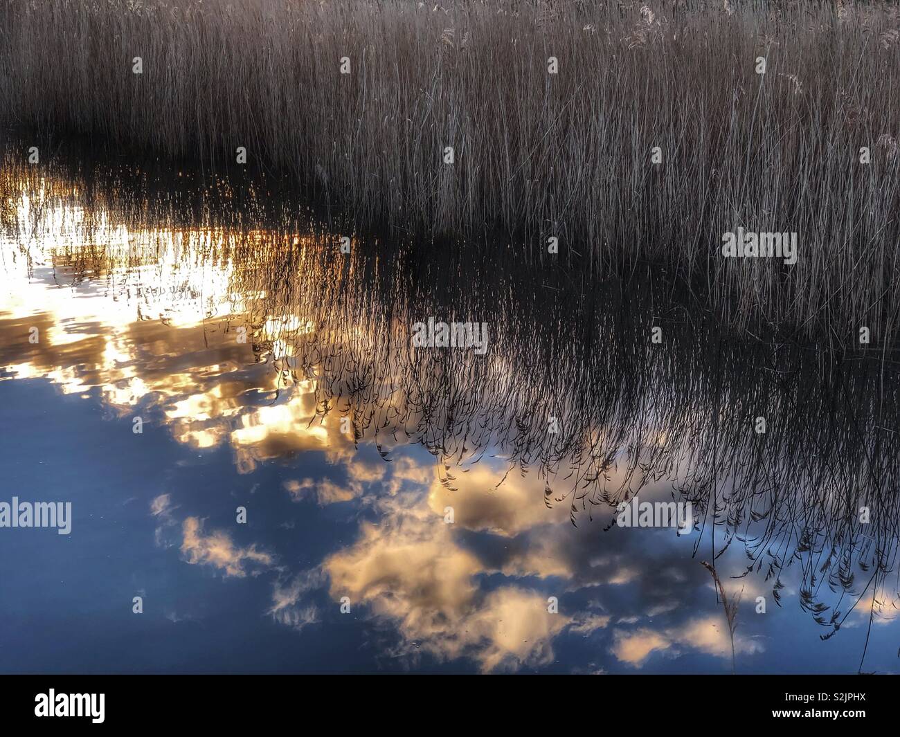 Cloud, sunset and grass reeds reflection - Smartphone Captured Stock Image