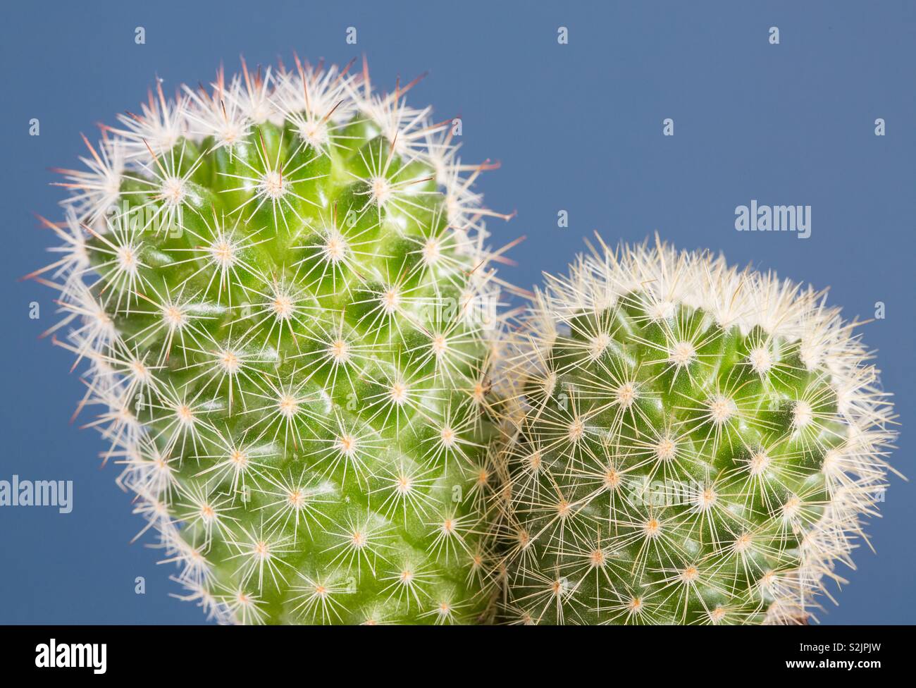 A close up of a prickly round cactus showing its spiny thorns in detail on a blue background - Smartphone Captured Stock Image