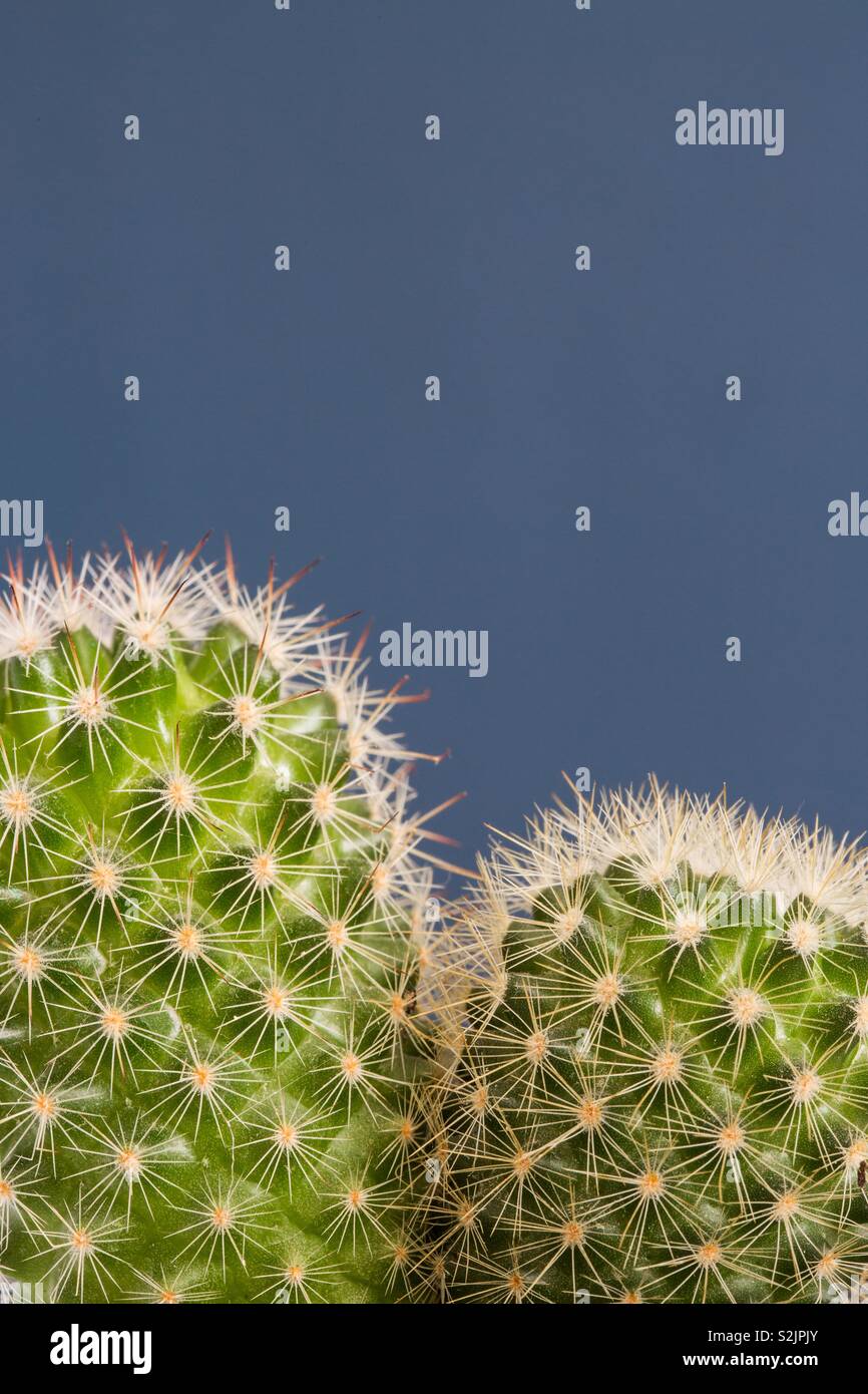 A close up of the detail of a green round cactus with prickly thorns and copy space on a blue background - Smartphone Captured Stock Image