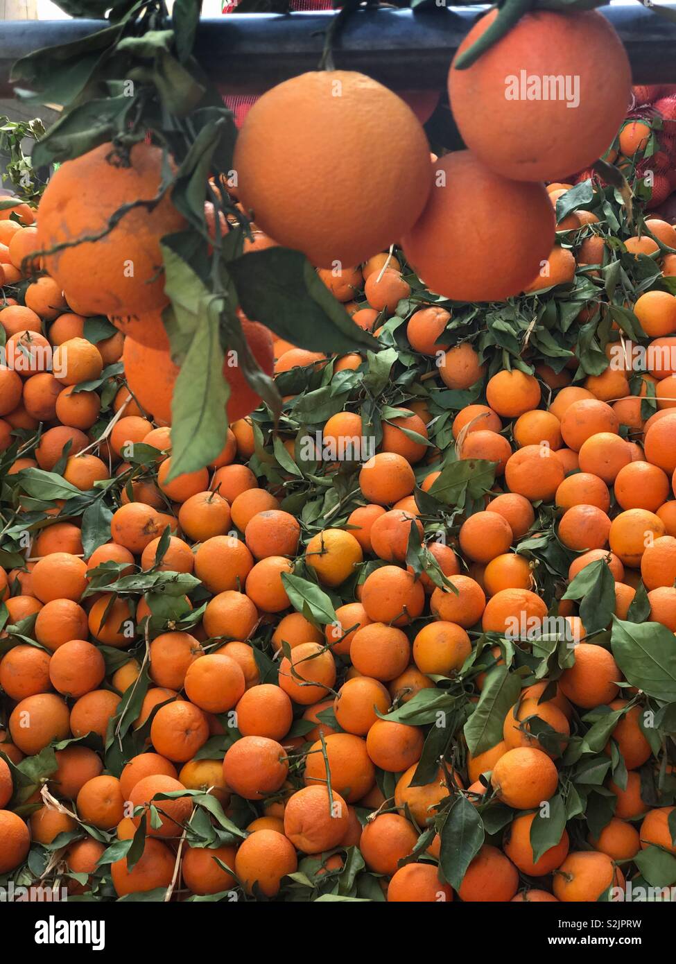 Oranges from Morocco, sweet and juicy Stock Photo Alamy
