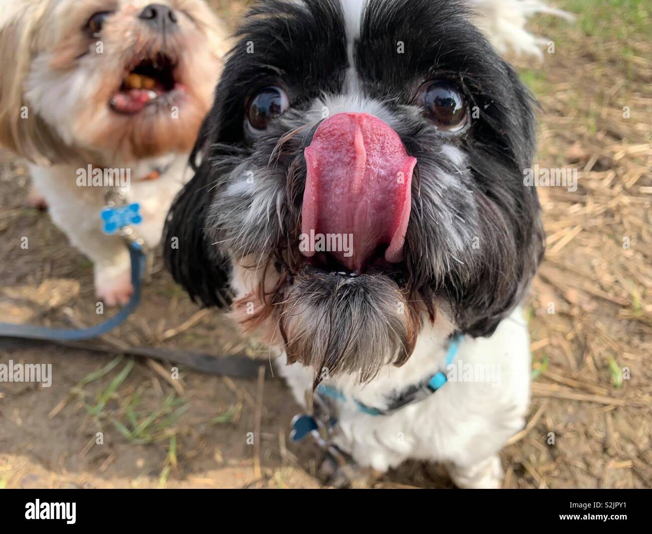 Furbaby hires stock photography and images Alamy