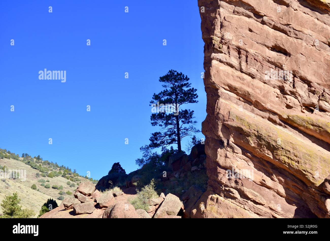 Pine tree growing by a cliff face Stock Photo