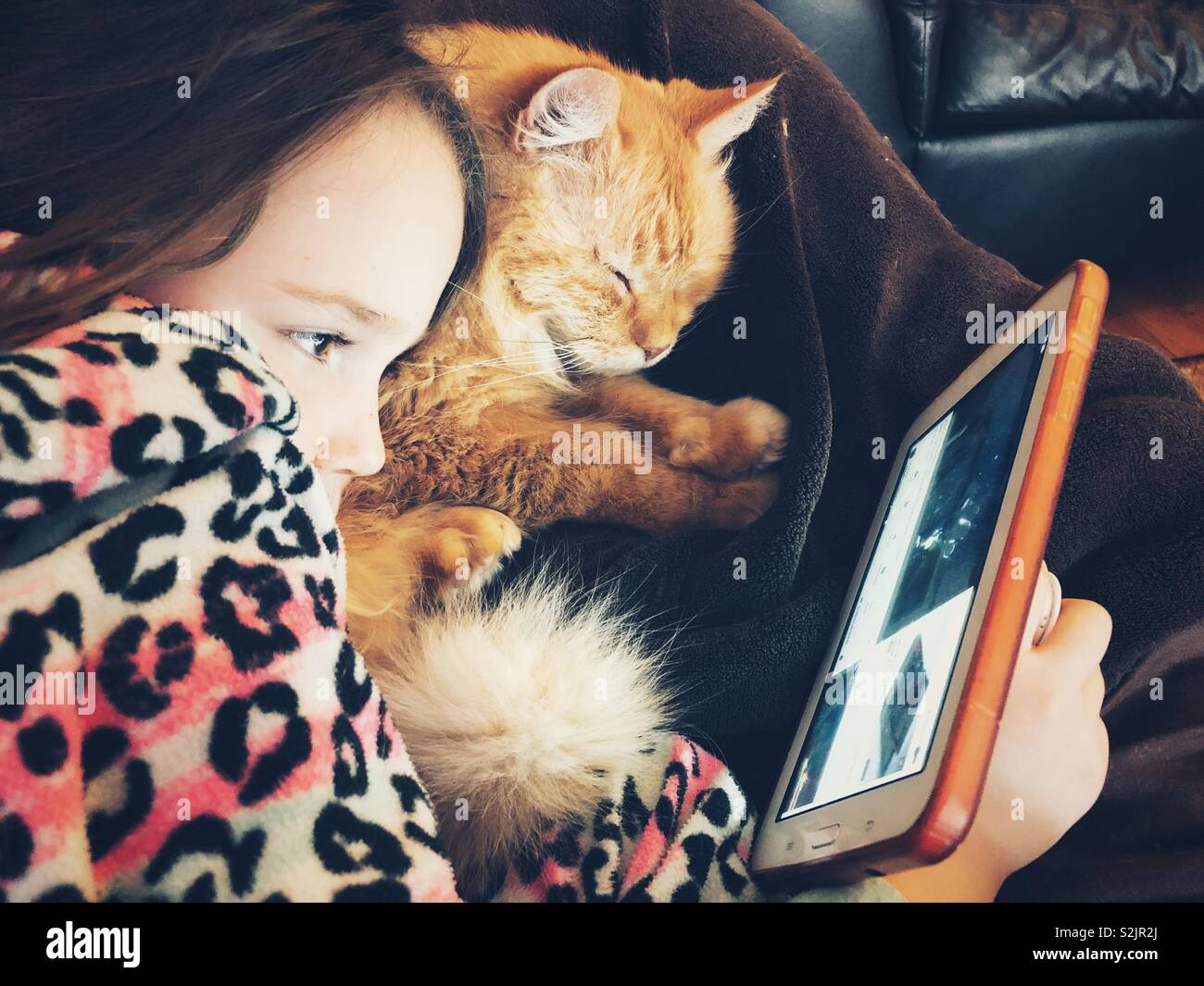 Girl watching videos on tablet with orange pet cat - Smartphone Captured Stock Image