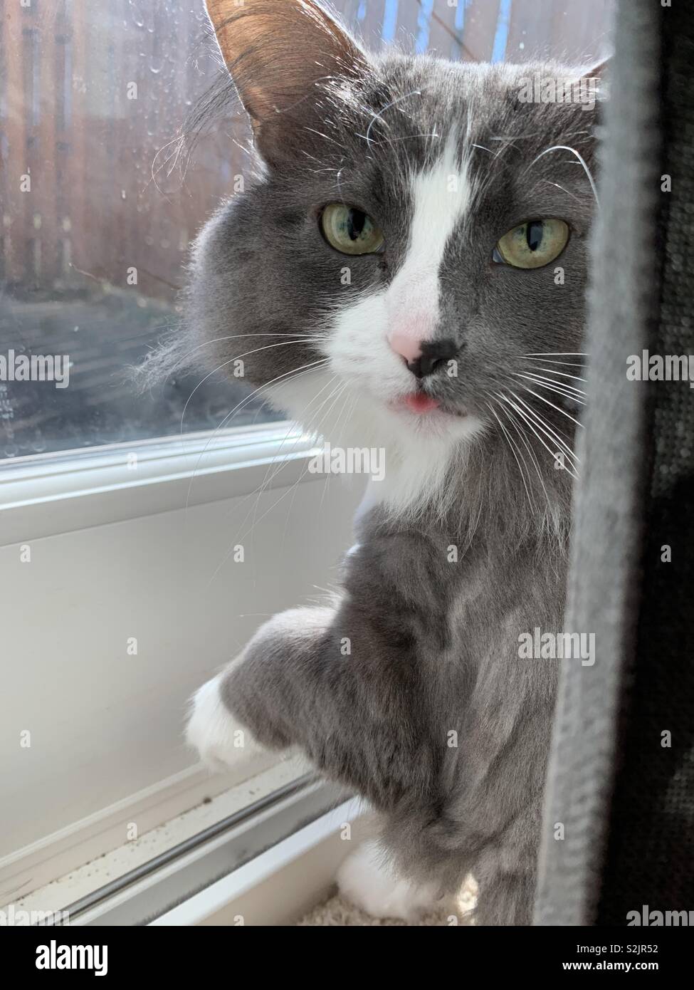 House cat sticking out tongue with one paw in the air. Stock Photo