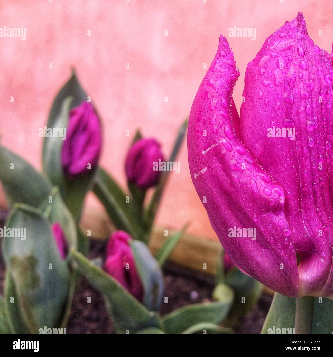 Purple tulips - Smartphone Captured Stock Image