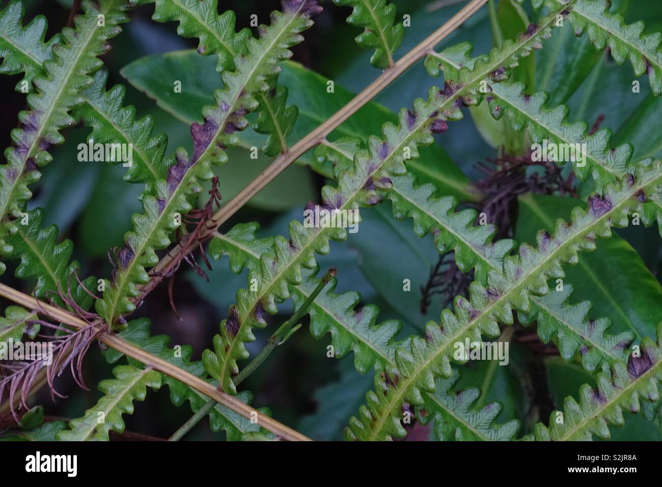 Cross pattern ferns Stock Photo