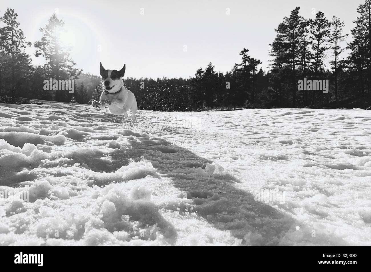 Happy dog running and leaping through snow. In black and white. - Smartphone Captured Stock Image