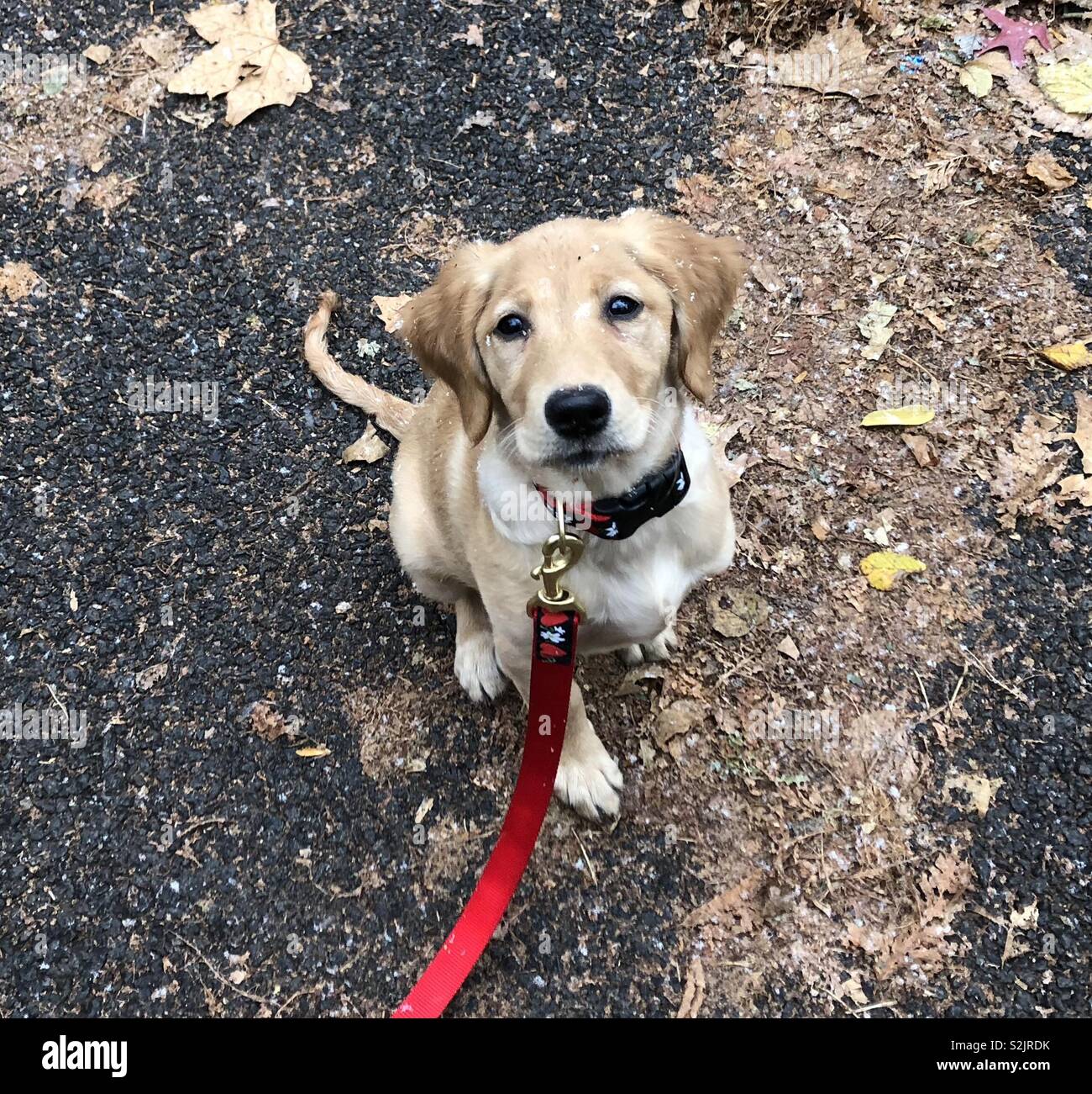 Golden Retriever Puppy on a walk Stock Photo Alamy