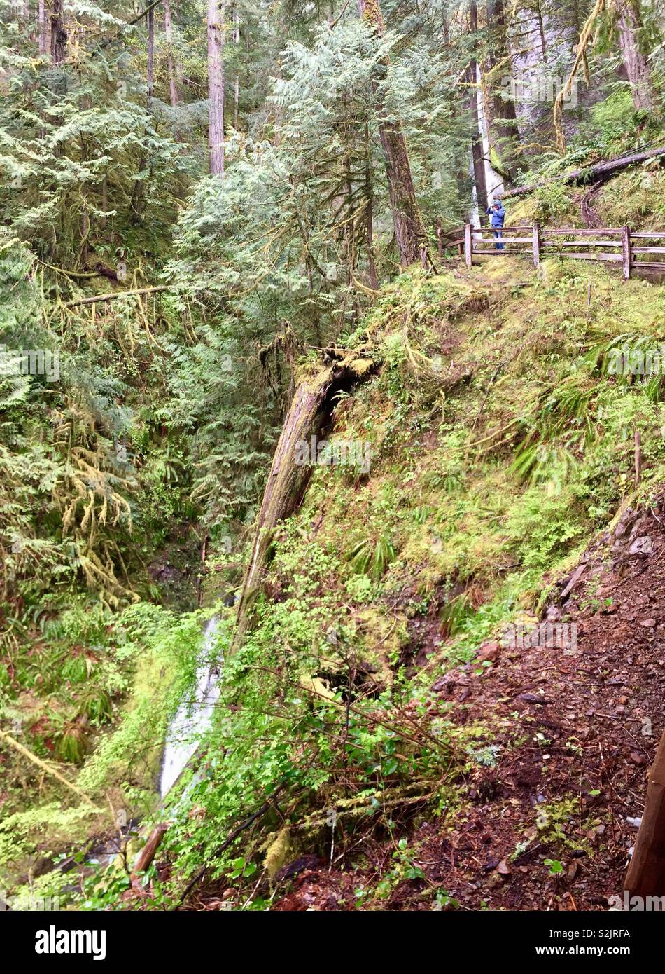 Man taking photo of waterfall in Olympic National park, Washington Stock Photo