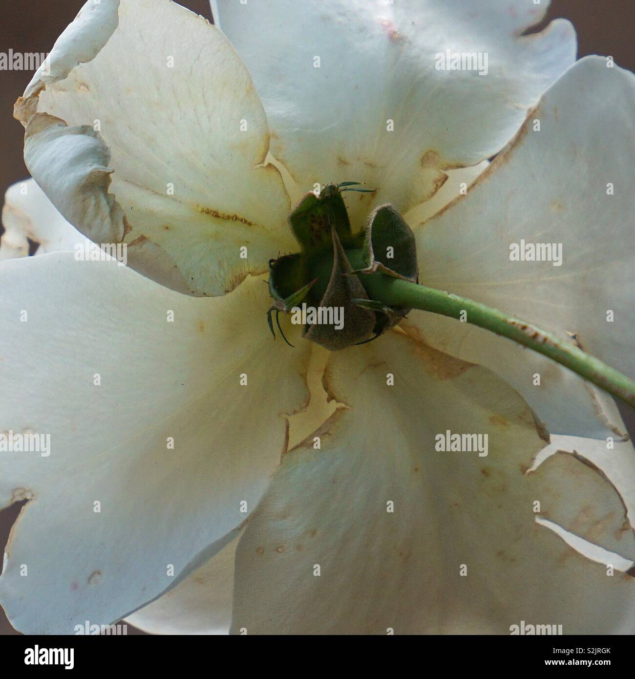 white flower petals Stock Photo Alamy