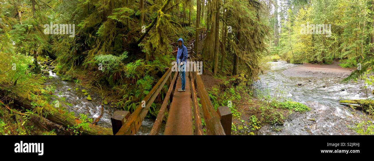 Man standing in log bridge over stream, Olympic National park, Washington, panoramic Stock Photo