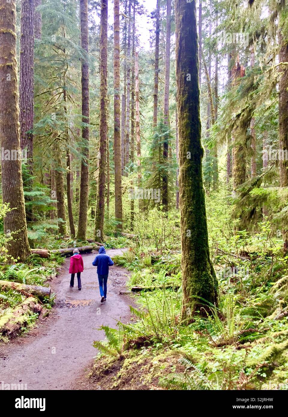Walking along trail in Olympic National park, Washington Stock Photo