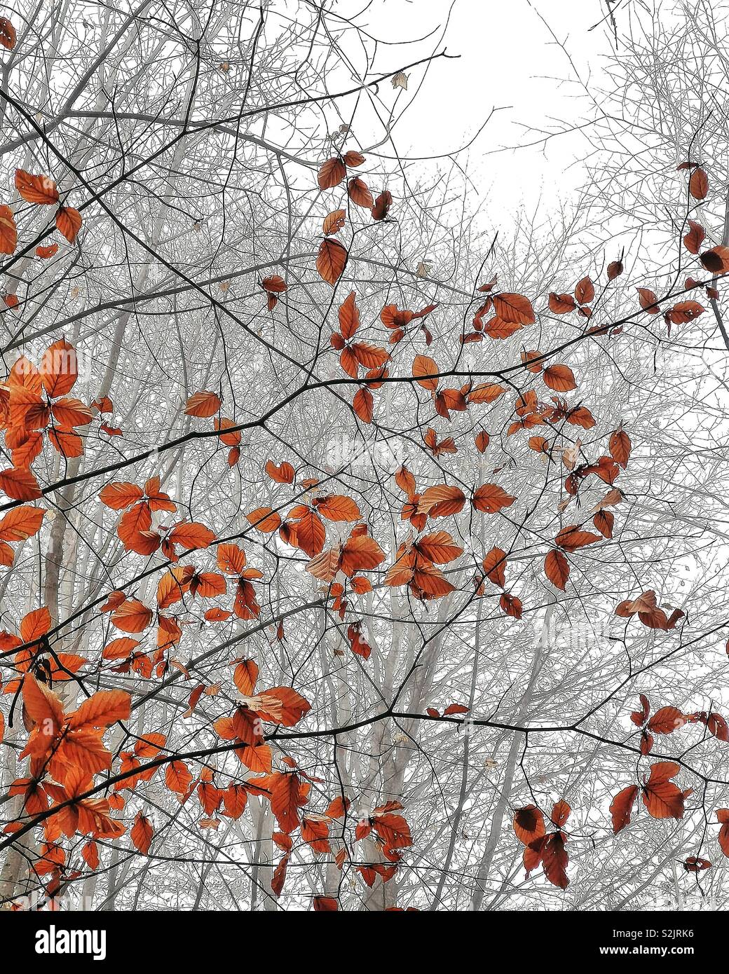 Autumn leaves - Smartphone Captured Stock Image