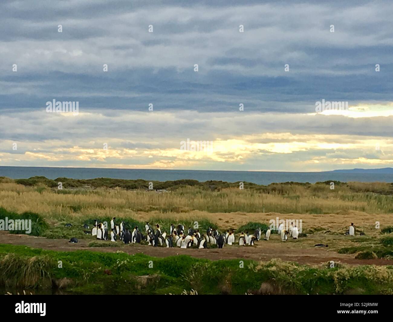 The only king penguin colony on Southamerica mainland at Bahia Inutil, Fireland , Chile. Stock Photo