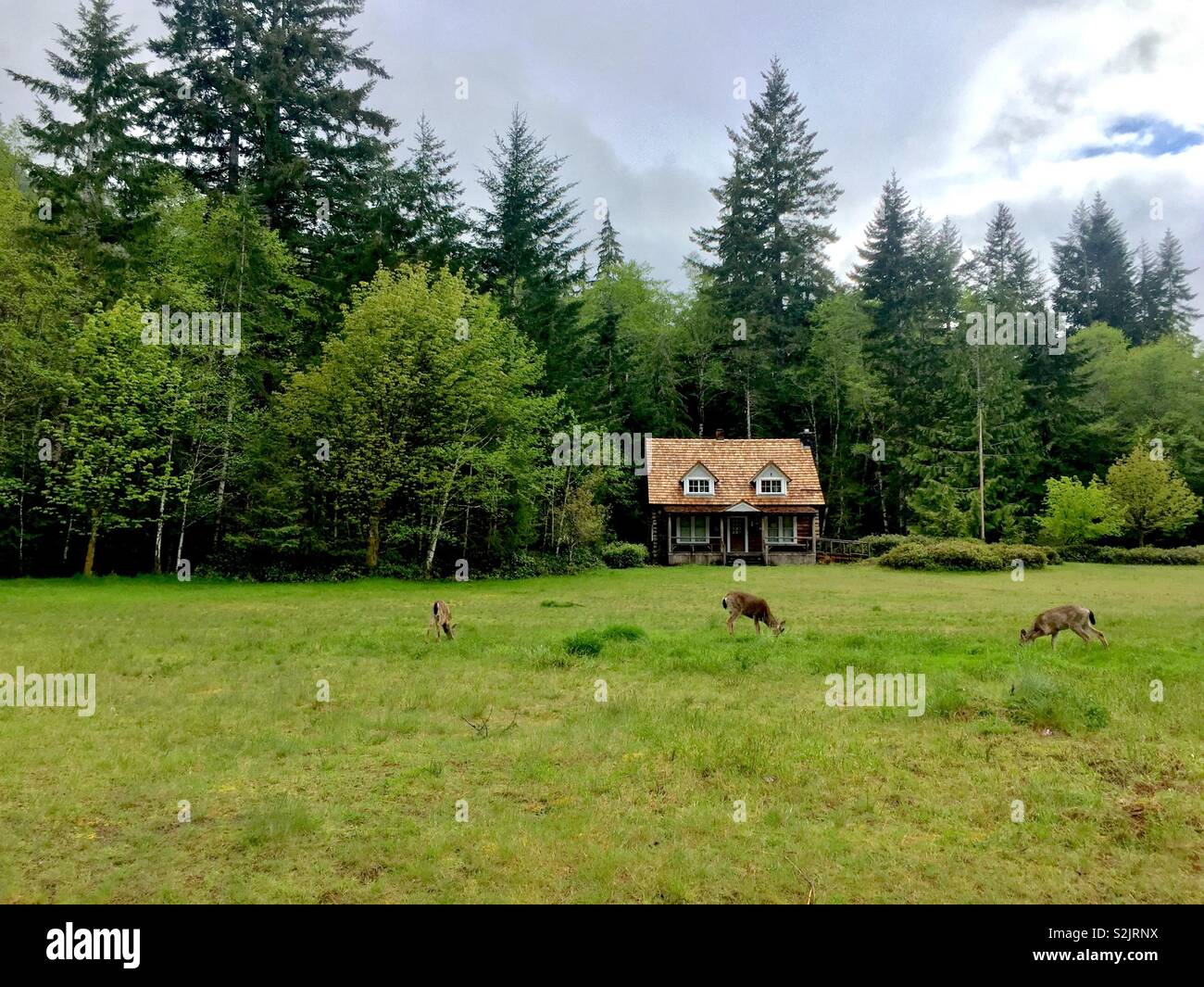 Deer Eating In Front Of Cabin Olympic National Park Washington