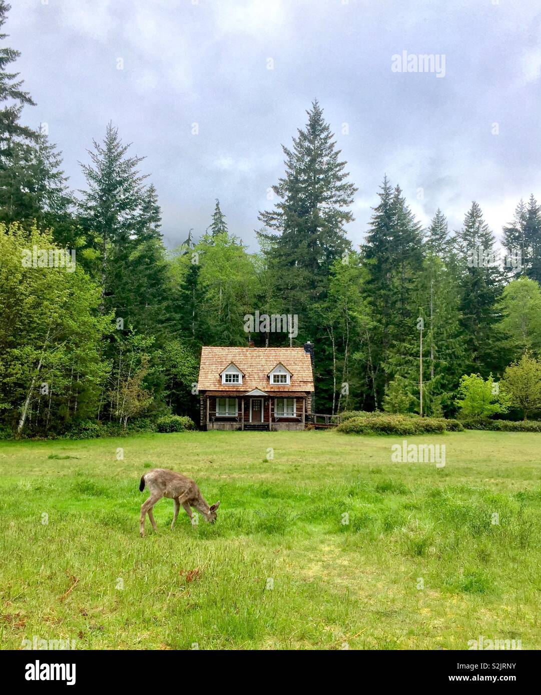 Deer Eating In Front Of Cabin Olympic National Park Washington