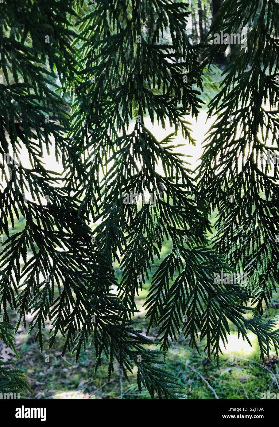 Evergreen branches hires stock photography and images Alamy