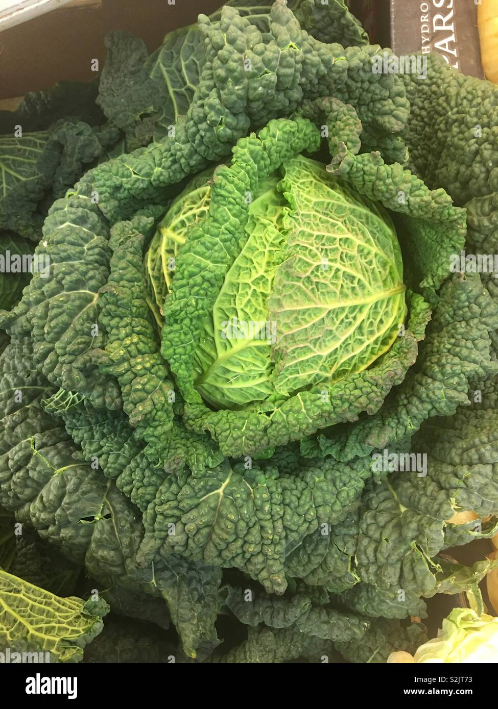 Savoy cabbage for sale in greengrocers - Smartphone Captured Stock Image