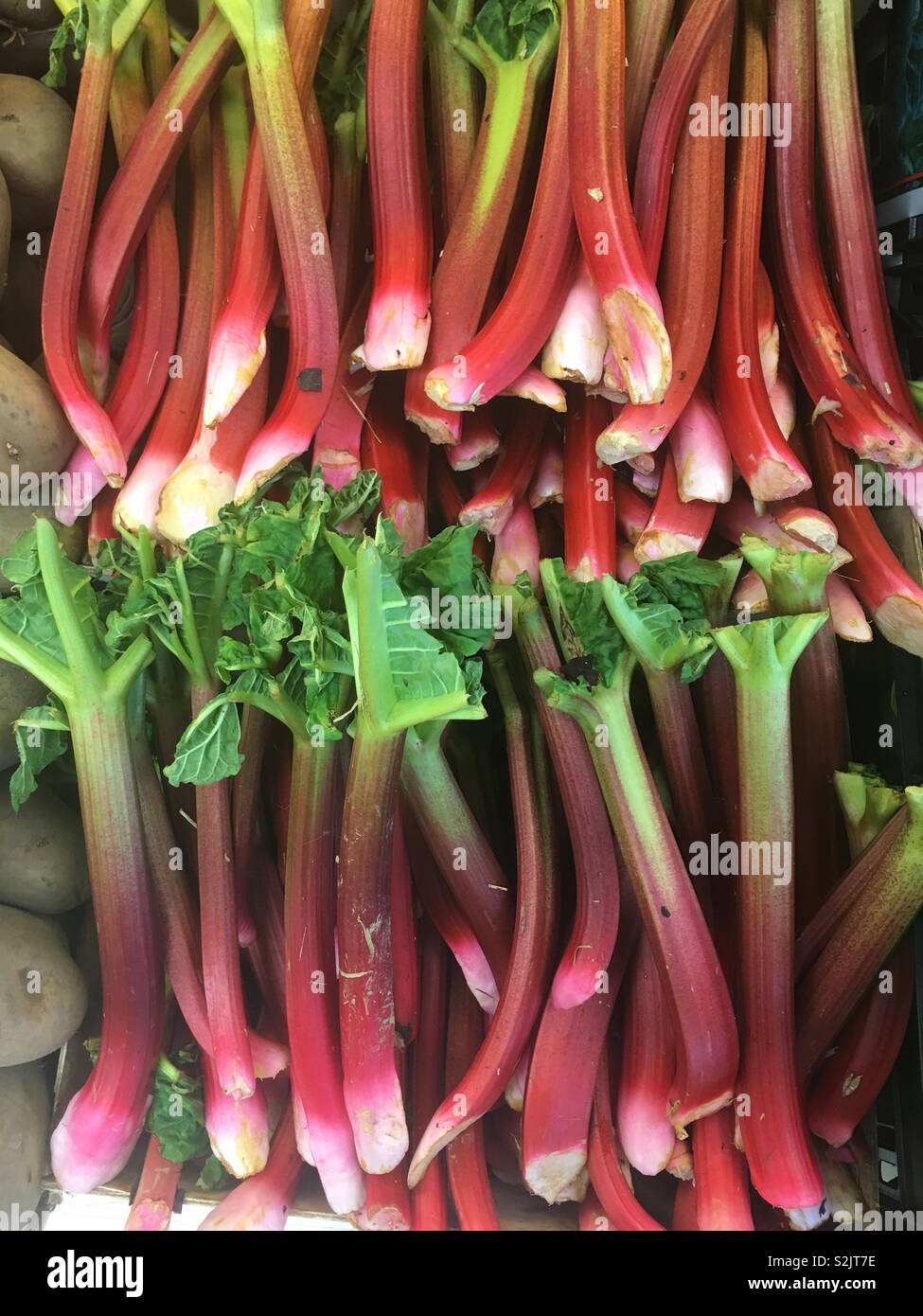 Rhubarb stalks for sale in green grocer Stock Photo