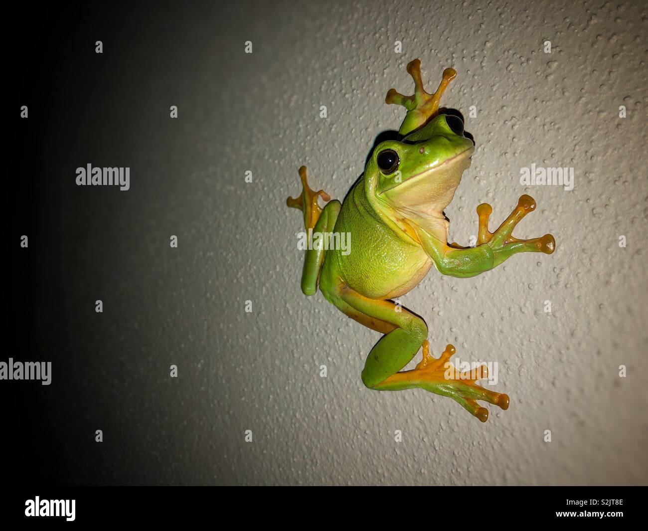 Green tree frog on a grey wall at night. Stock Photo