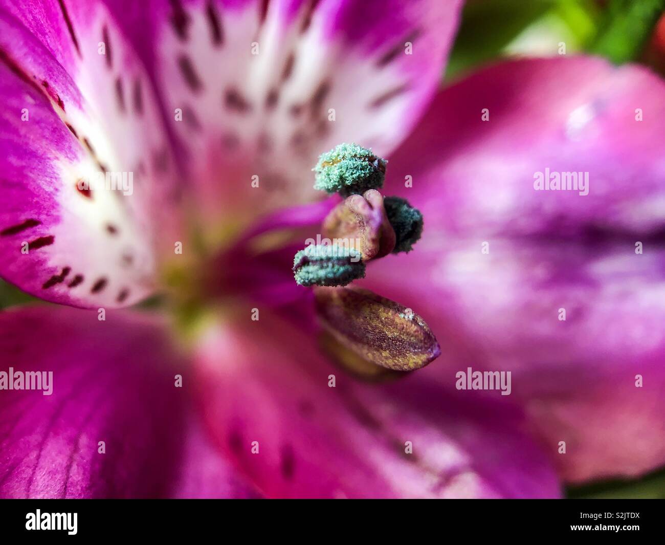 Macro close up of the stems and leafs of a pink and white flower - Smartphone Captured Stock Image