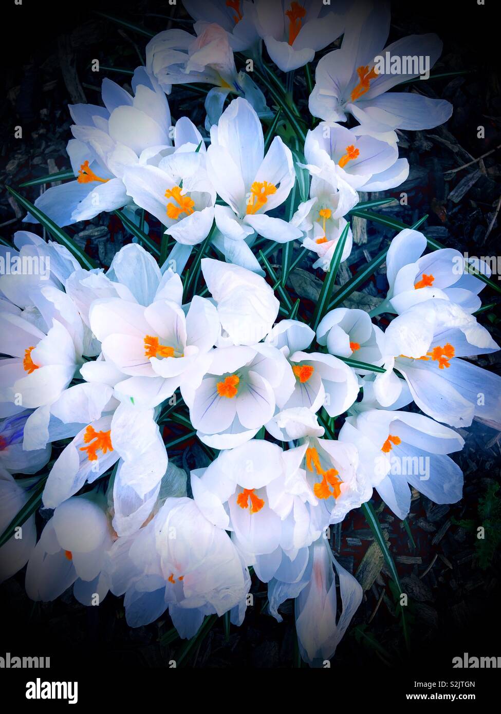 Top down view of white crocuses - Smartphone Captured Stock Image
