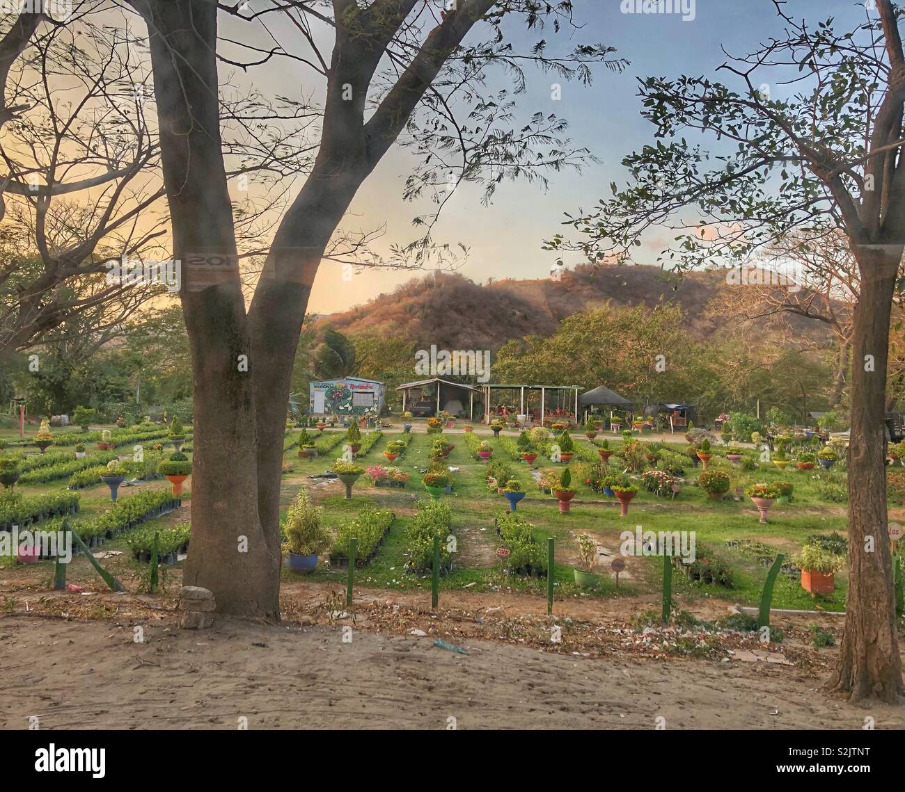 A roadside flower nursery in Santa Marta, Colombia. - Smartphone Captured Stock Image