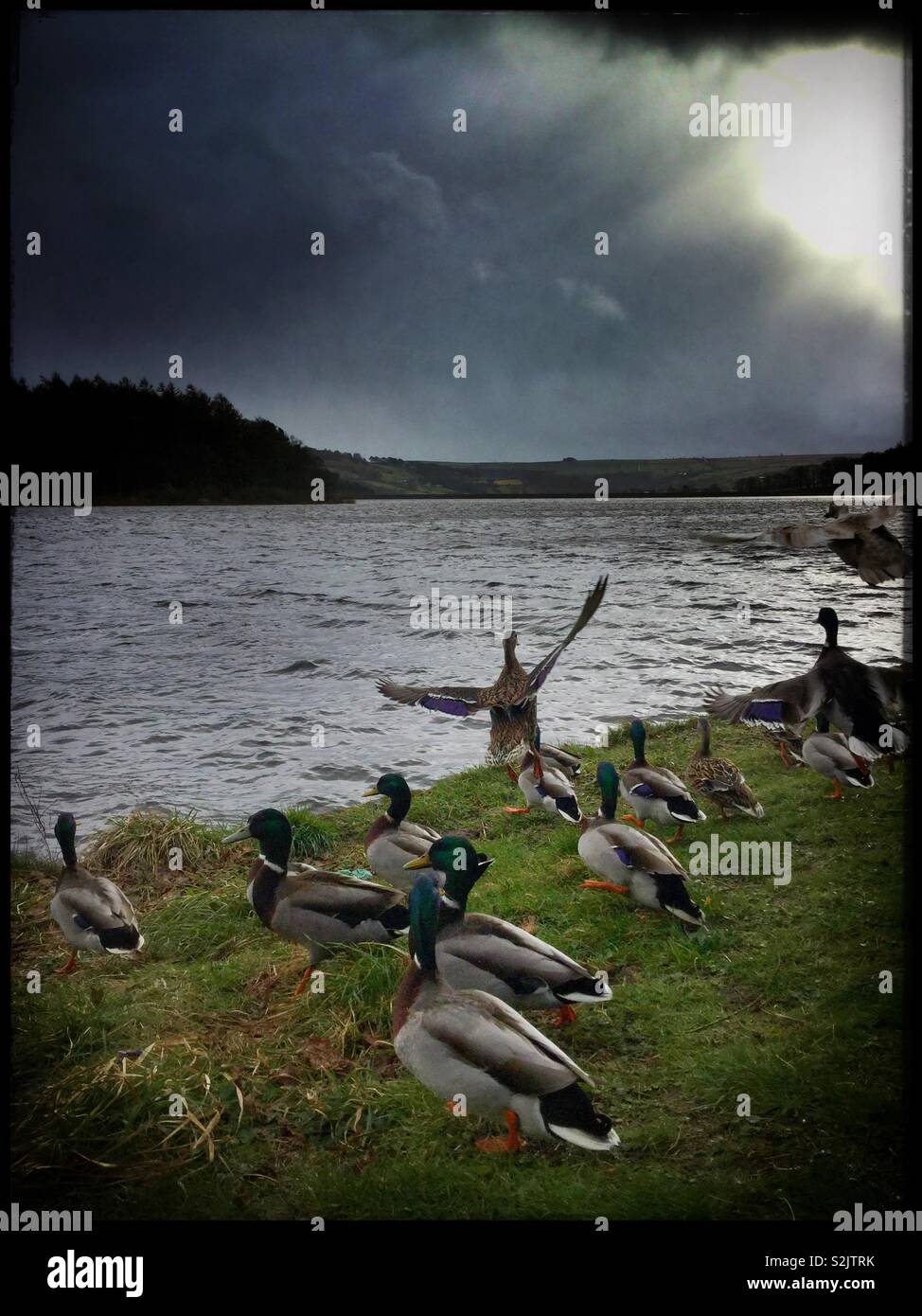 Ducks take to the water along the Swinsty and Fewston Reservoir walk, Yorkshire, England. - Smartphone Captured Stock Image