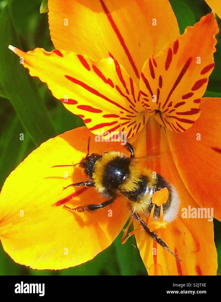 Bumblebee on Alstroemeria flower or Peruvian Lilly, Lo Alerces National Park, Patagonia, Argentina. Stock Photo