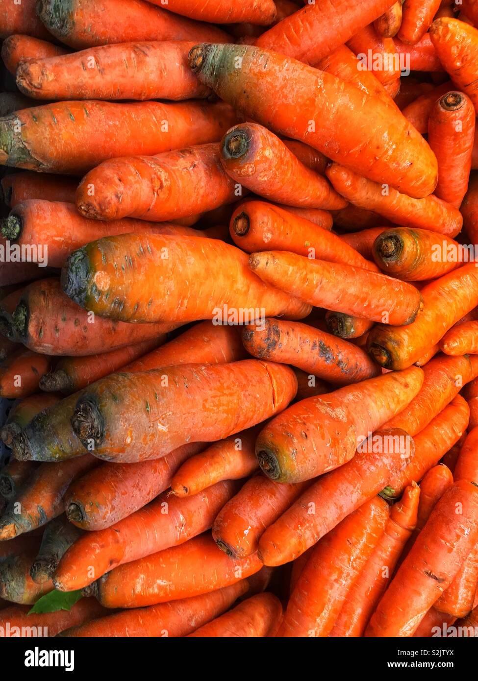 Big fat and fresh carrots on display and for sale at the local produce vendor. - Smartphone Captured Stock Image