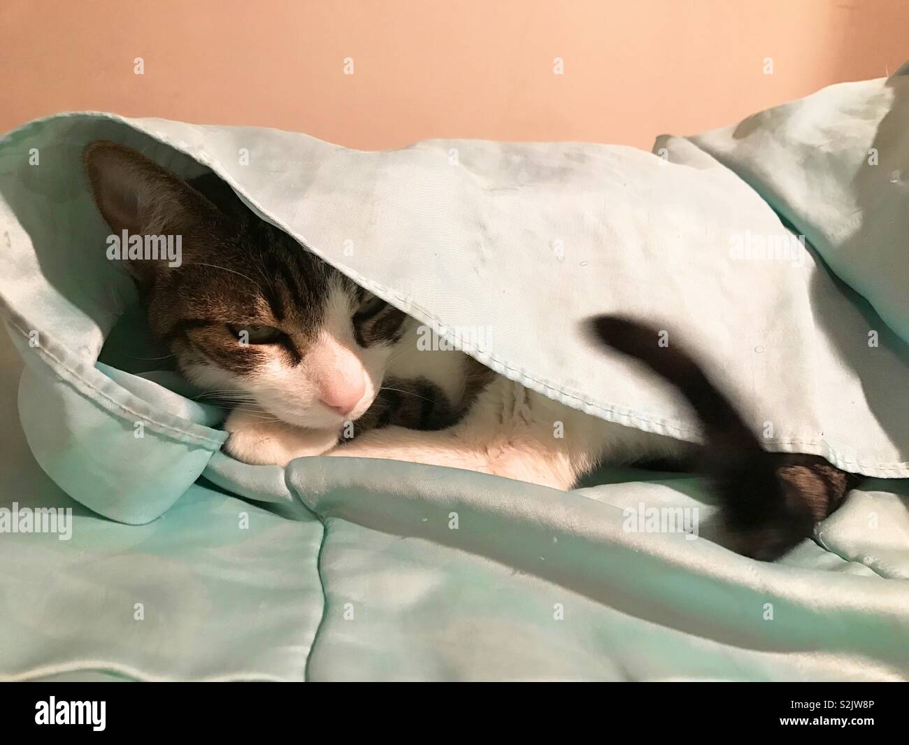 Cat hidden under the duvet Stock Photo Alamy