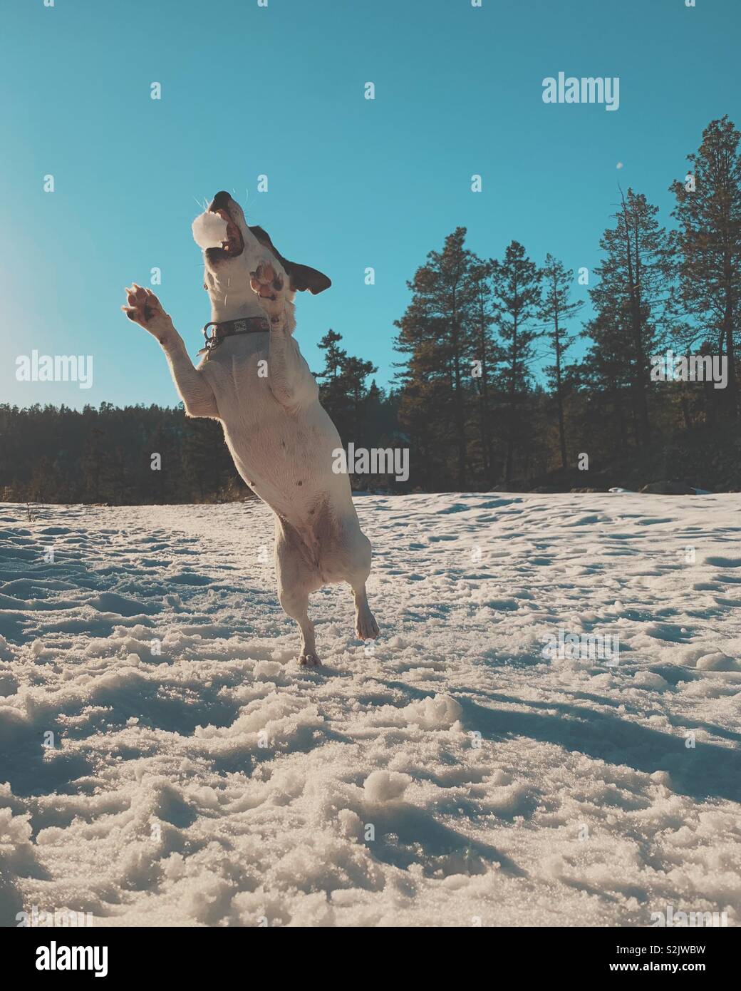Dog catching snowball Stock Photo Alamy