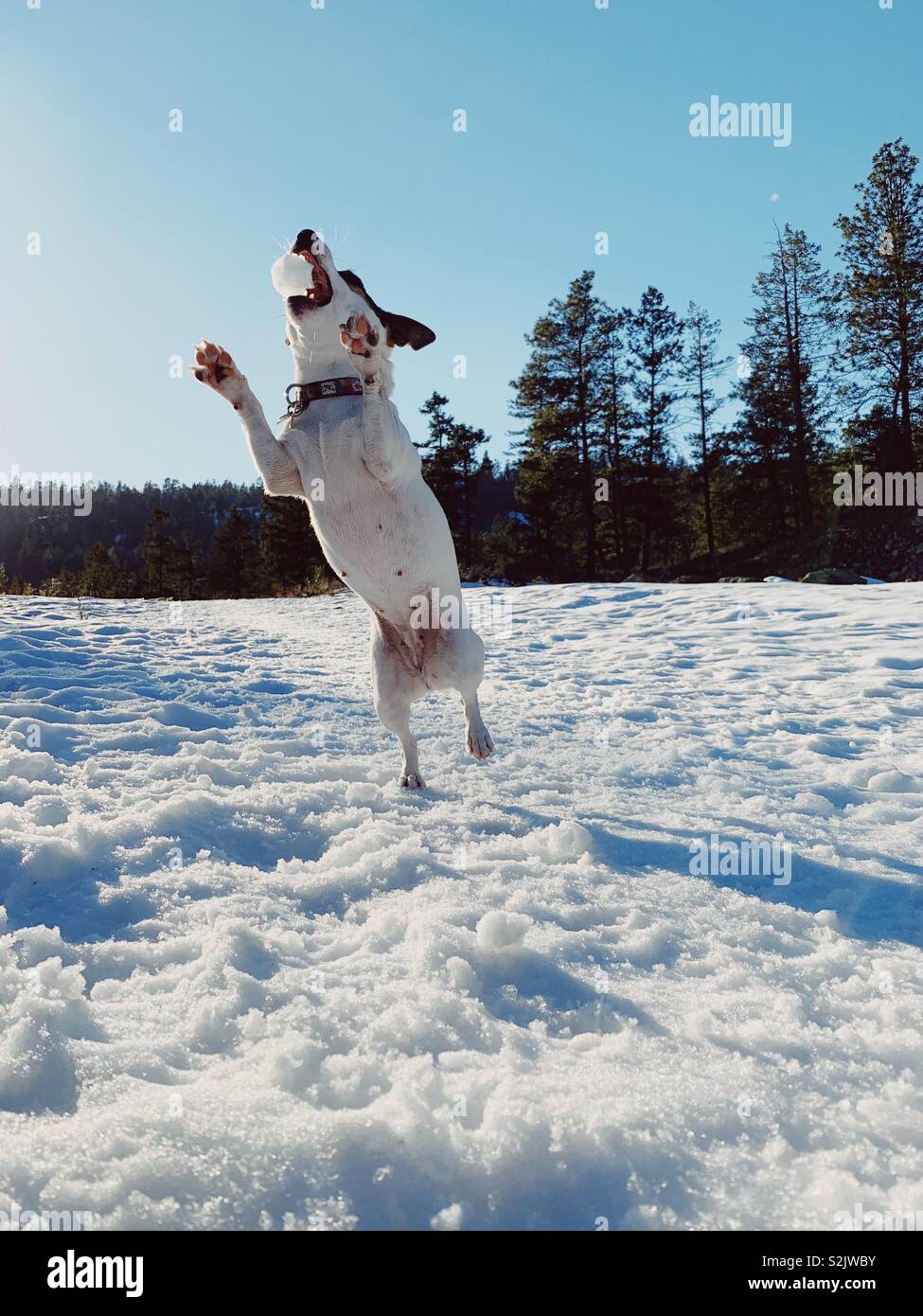 Low angle view of a dog jumping up catching a snowball in her mouth on a snowy late winter day with forest background Stock Photo