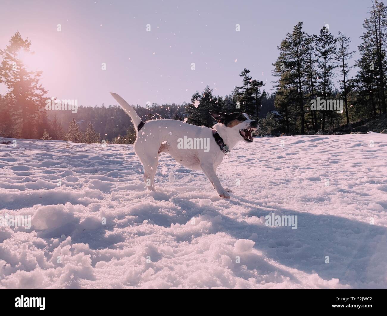 Dog playing in snow catching snowballs in snowy forest on a late winter day. - Smartphone Captured Stock Image