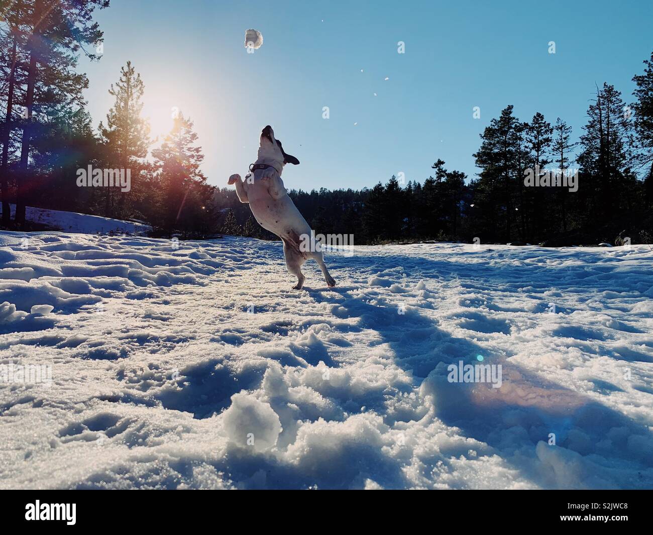 dog playing outdoors about to catch snowball on a sunny winter day - Smartphone Captured Stock Image