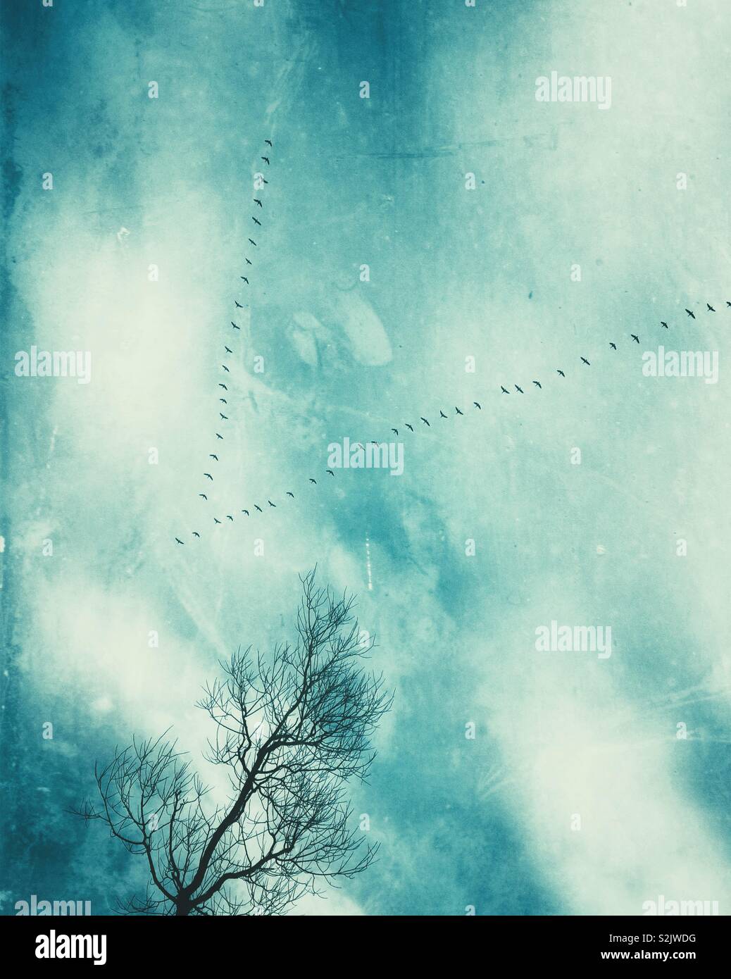 Canada geese flying in V formation in sky - Smartphone Captured Stock Image Canada geese flying in V formation in sky - Smartphone Captured Stock Image