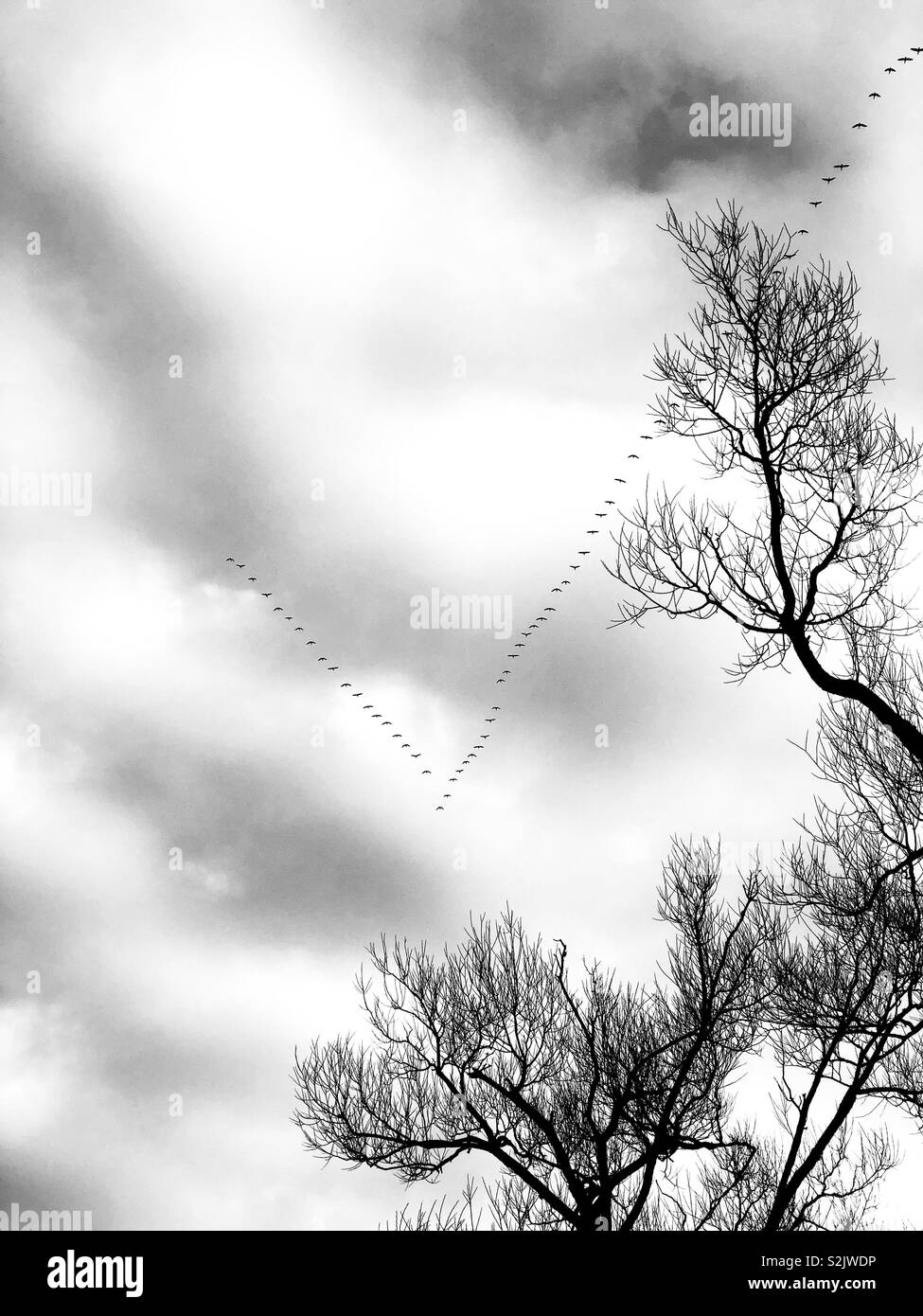 Black and white image of Canada geese flying in a V formation - Smartphone Captured Stock Image