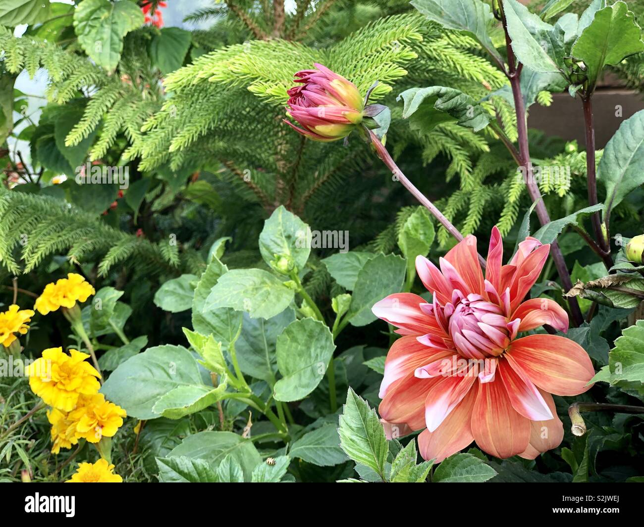 Beautiful Dahlia Flower And Buds At India Gate Compound In New