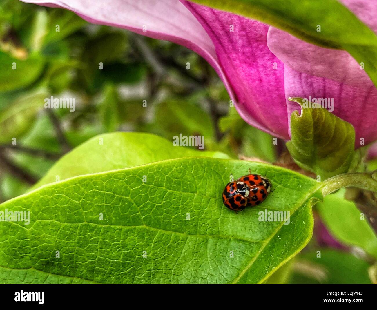 Spot new opportunities - Smartphone Captured Stock Image