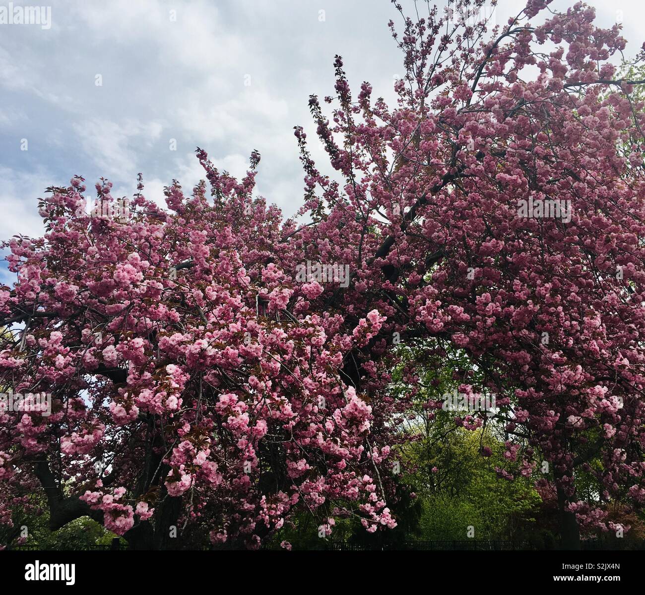 Spring cherry blossom trees Stock Photo