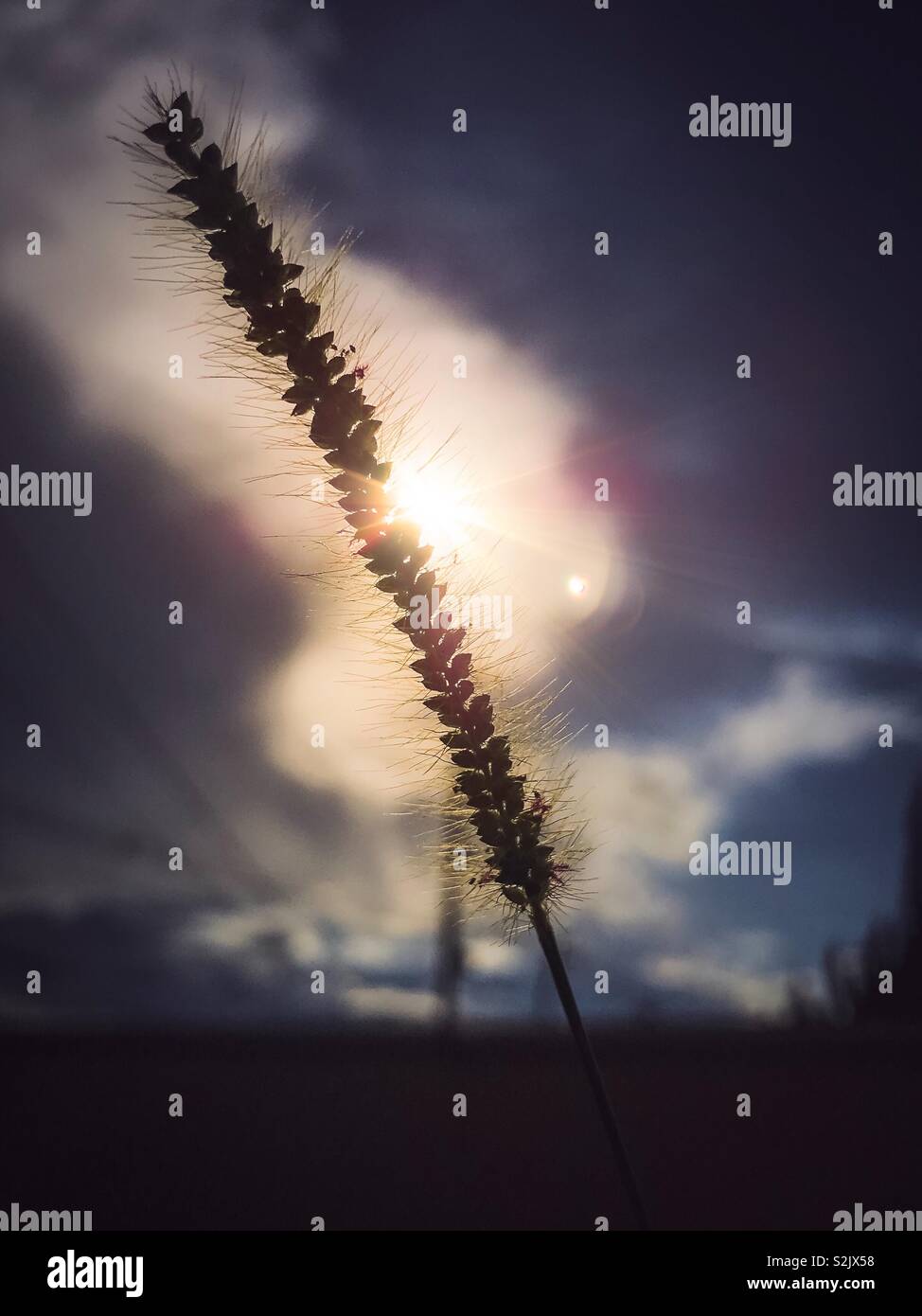 Silhouette of a plant against sunlight and sky - Smartphone Captured Stock Image