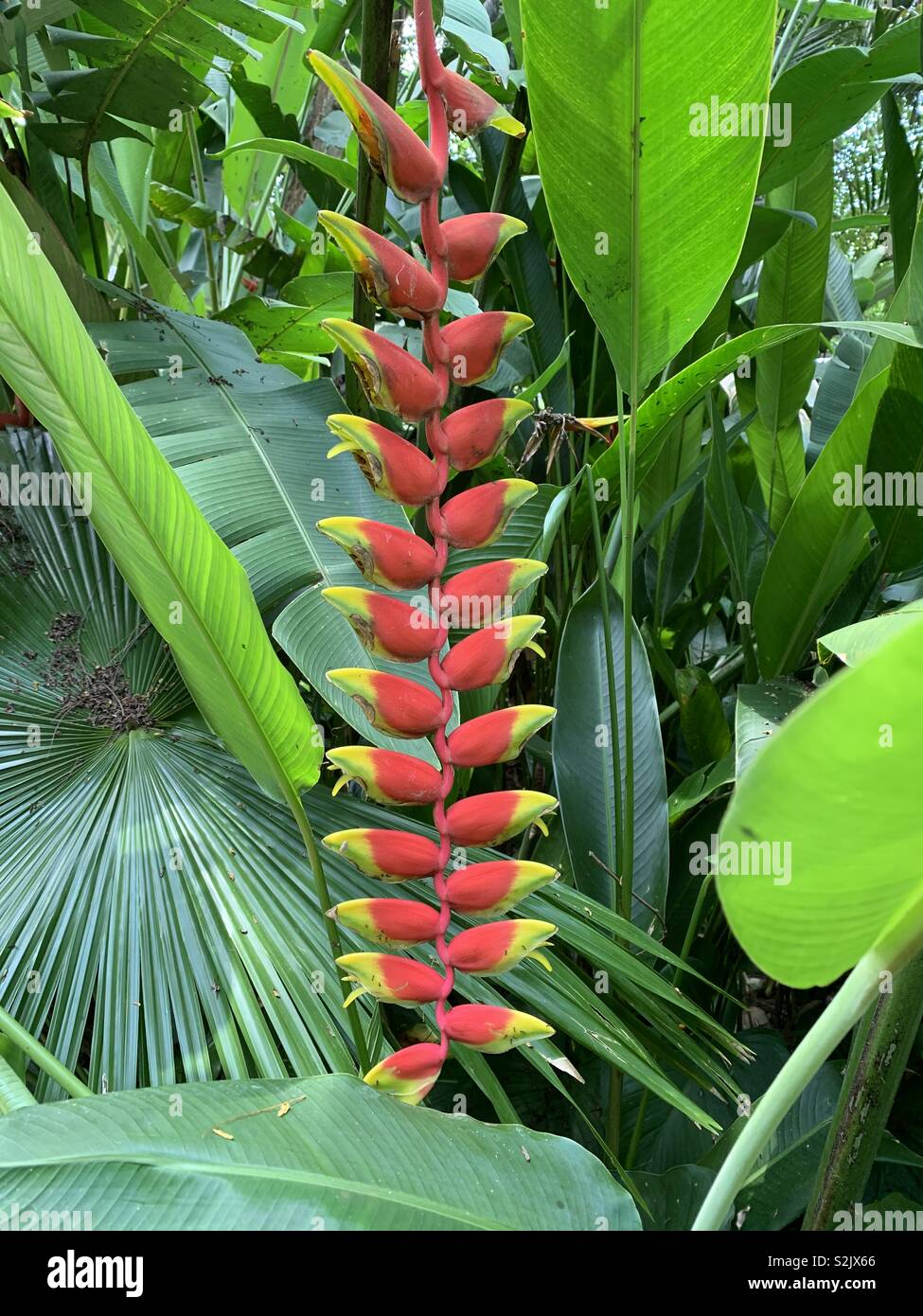 Jungle flower Stock Photo
