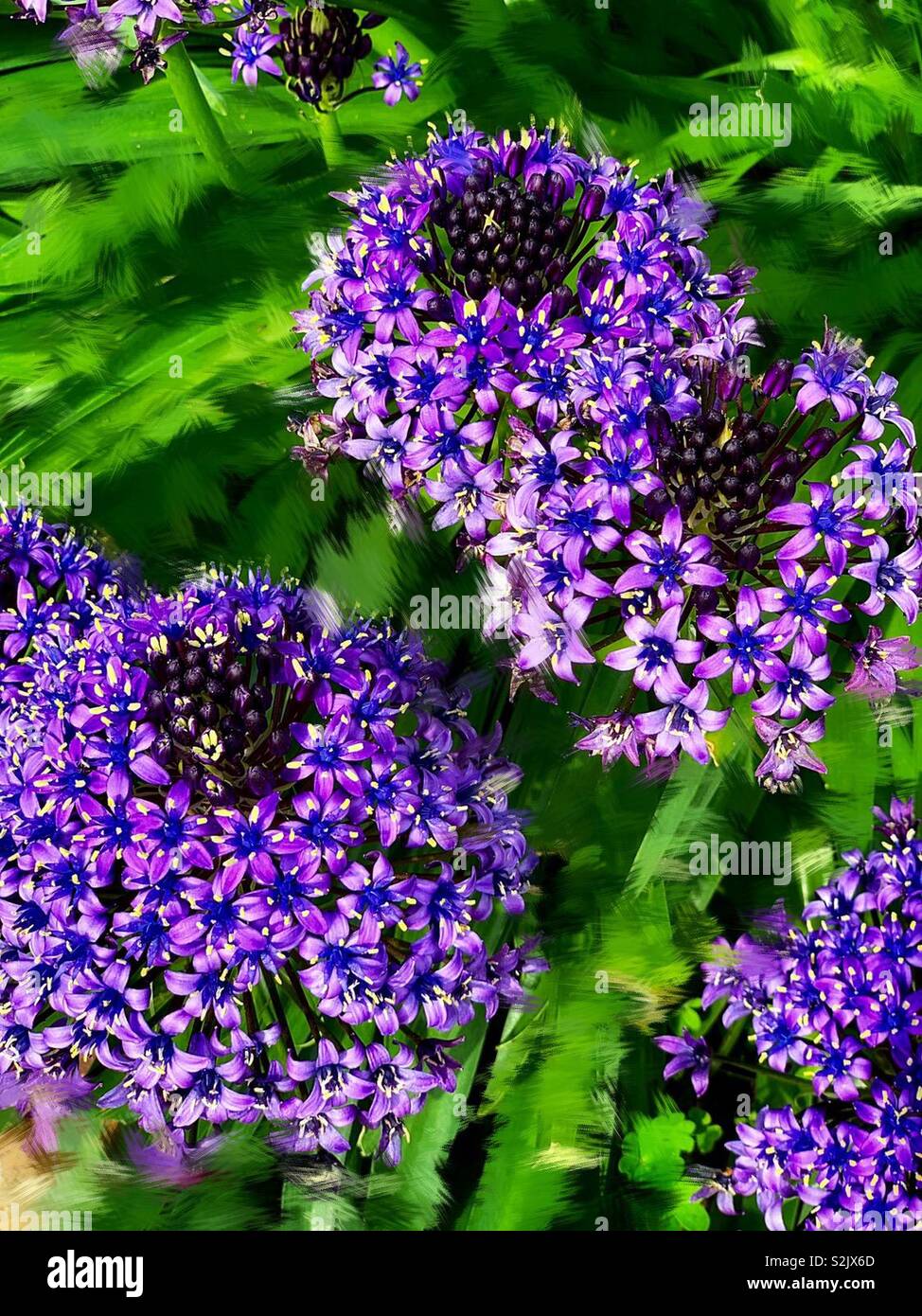 Agapanthus Africanus Hoffmgg 紫色的百子蓮 別名是綠花君子蘭 Stock Photo Alamy