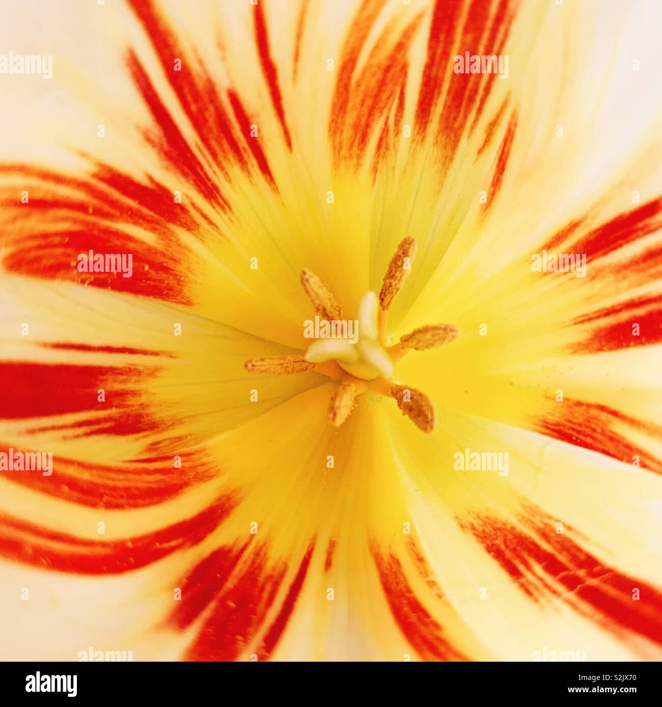 Centre of yellow and red tulip Stock Photo