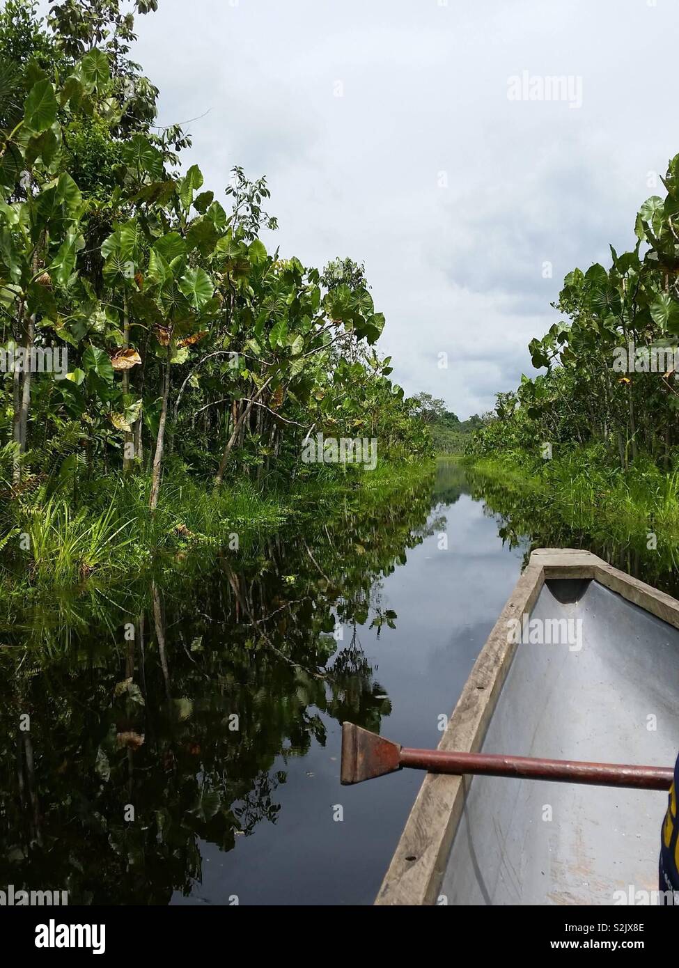 Canoeing in the Amazon Rainforest Stock Photo Alamy