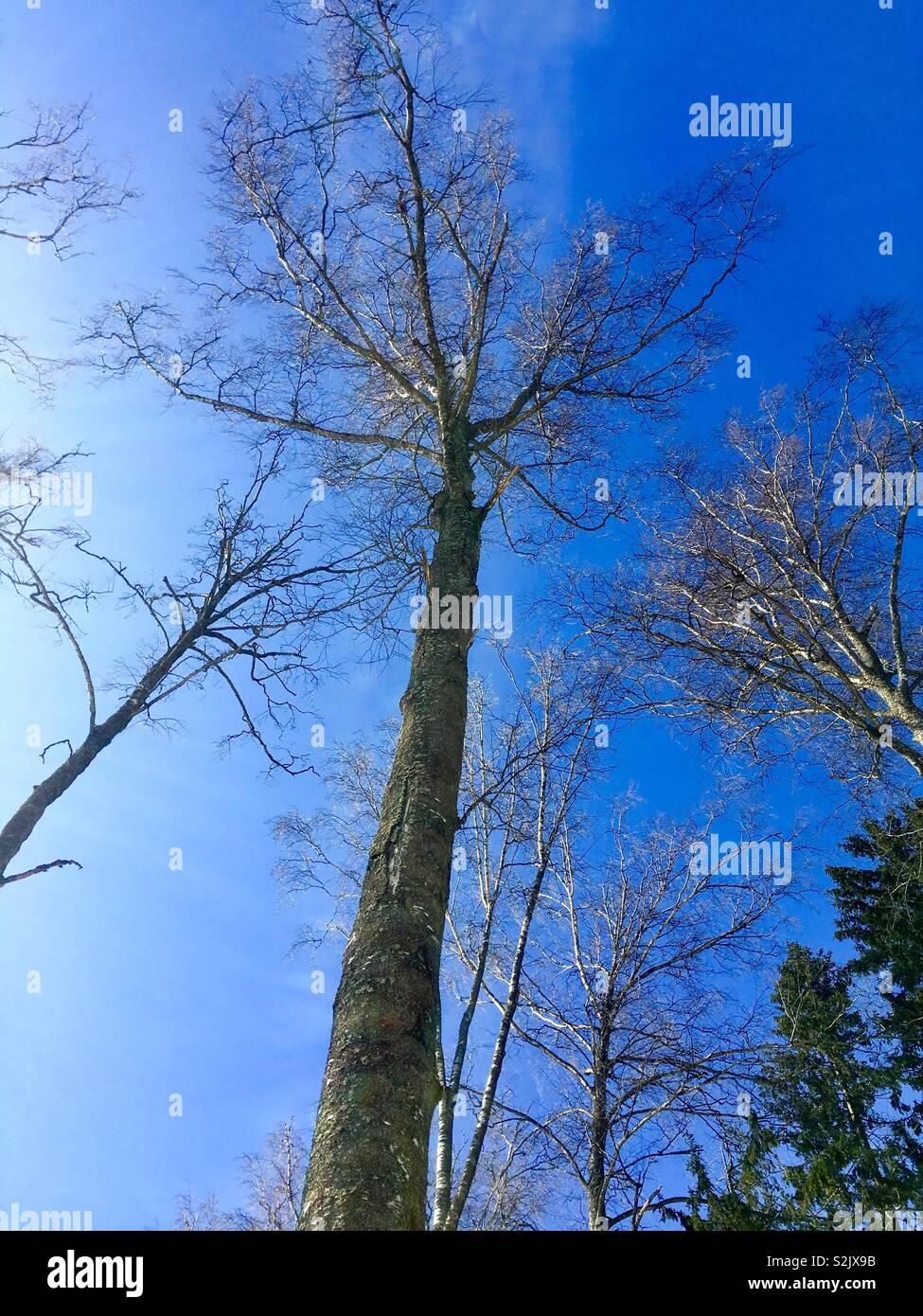 The beginning of spring - Smartphone Captured Stock Image