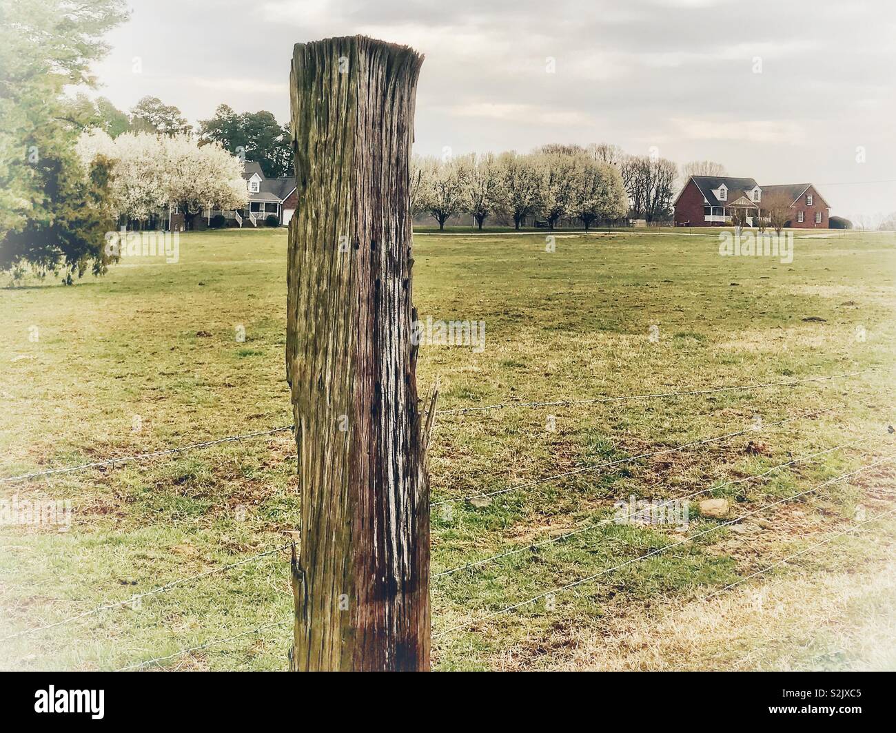 Long row of blossoming pear trees and houses behind meadow with lone fence post in foreground - Smartphone Captured Stock Image