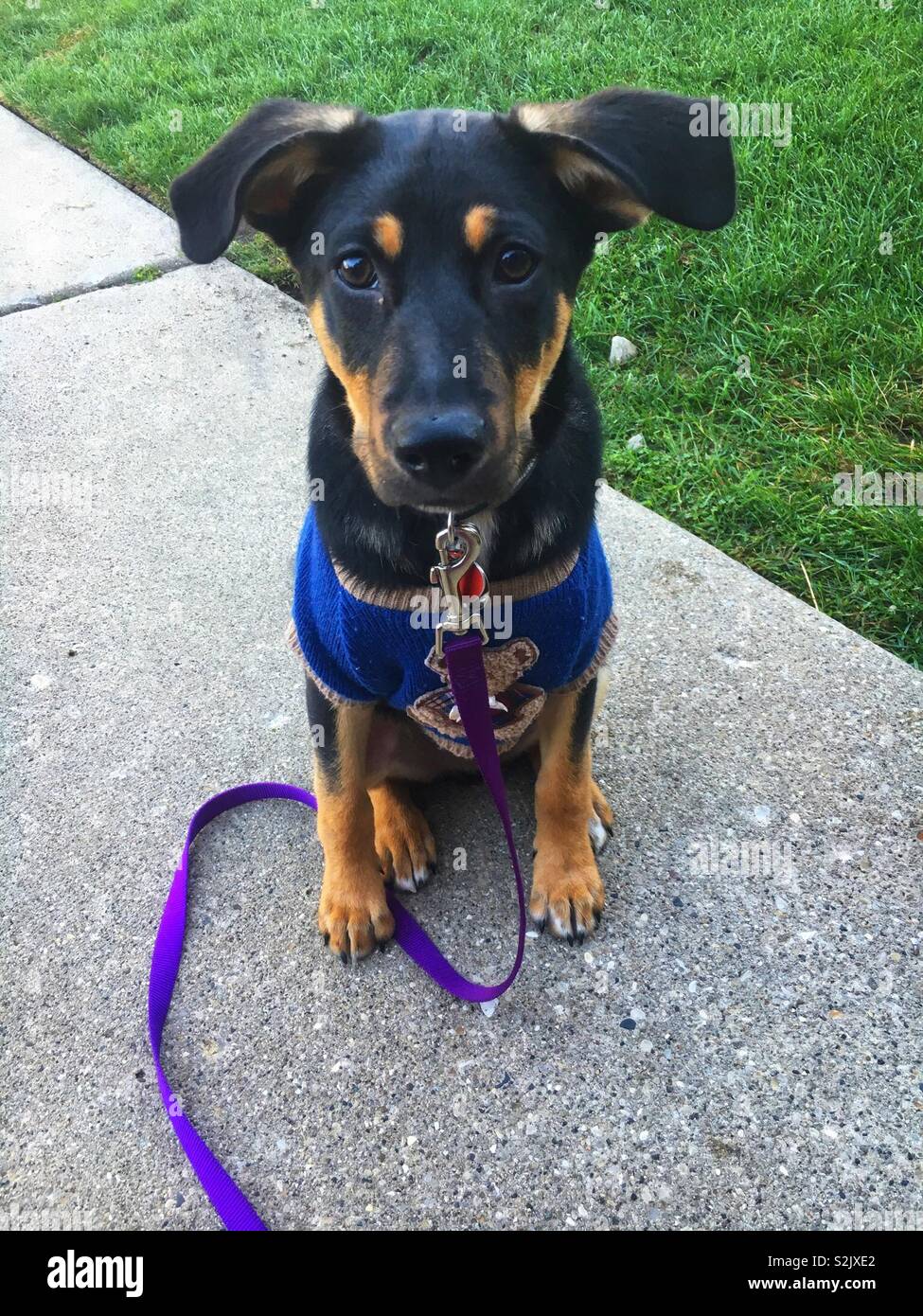 Super cute Black and Tan puppy dog with Hound dog eyes and dressed in a blue sweater. - Smartphone Captured Stock Image
