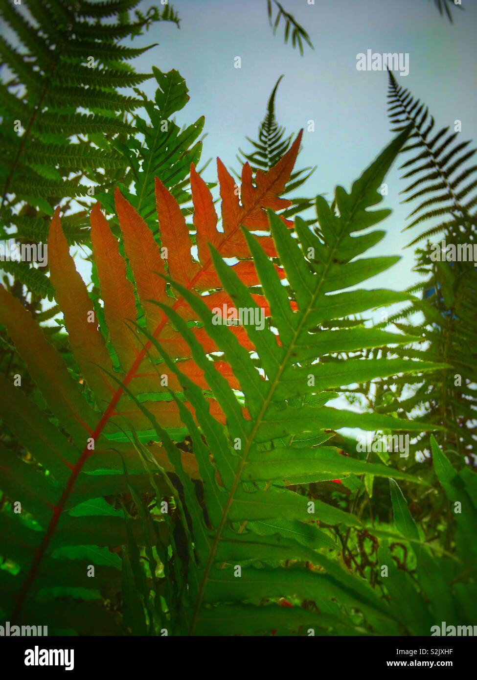 Natures wilderness hi-res stock photography and images - Alamy