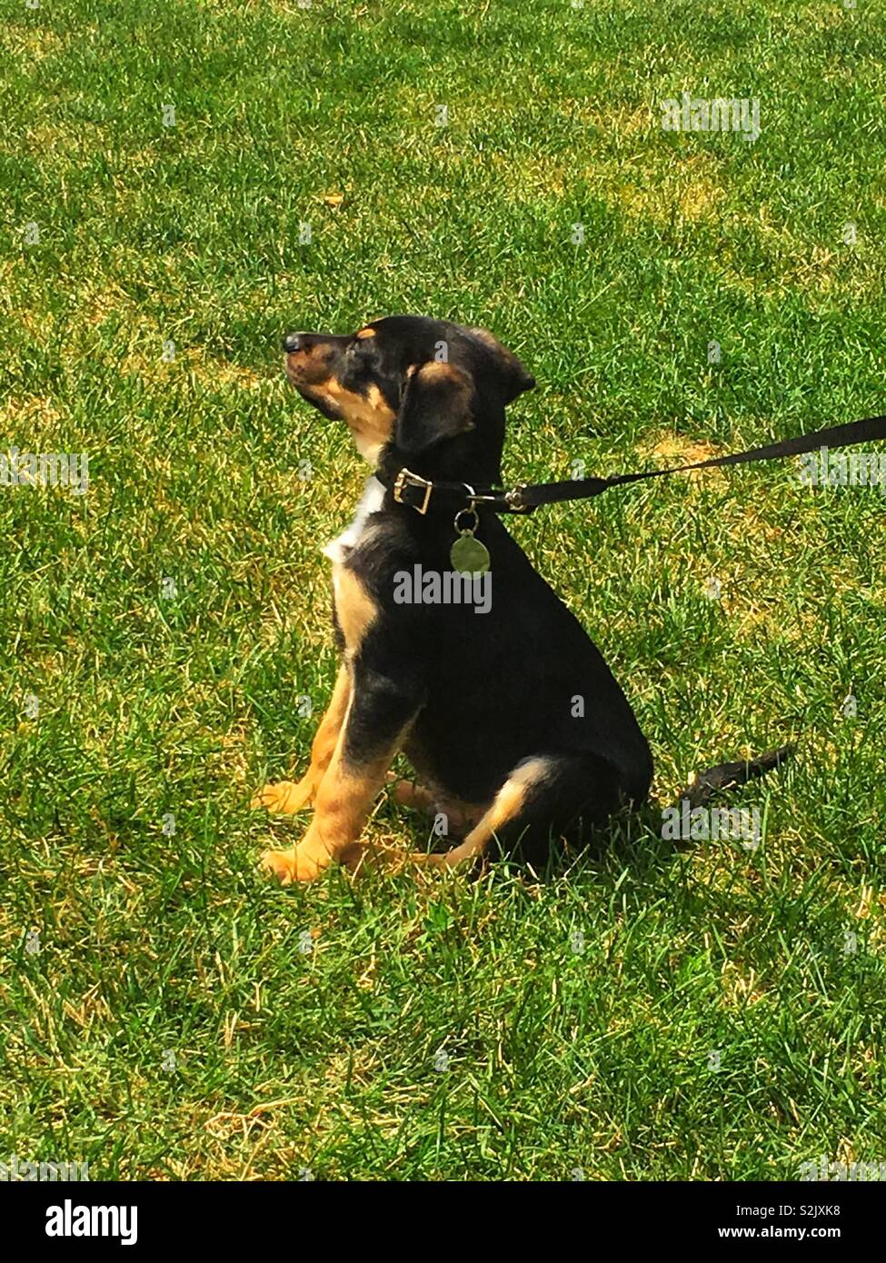 Young puppy dog sitting on the grass and sniffing the air, seeking clues from his environment. - Smartphone Captured Stock Image